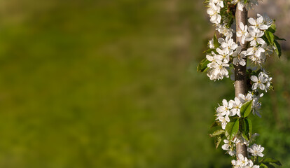 Flowering cherry banner with space for text.
