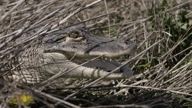 Gator hiding in swamp bushes for ambush
