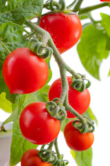 Branch of delicious fresh cherry tomatoes, isolated on white background