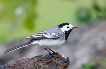 Wagtail