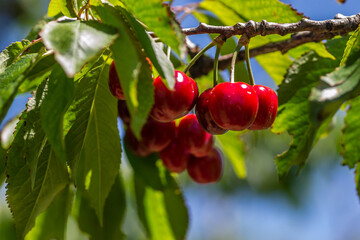Ripe cherry fruits in the tree canopy, on a plantation in Novi Sad, Serbia.