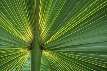 sun shining through a palm tree leaf