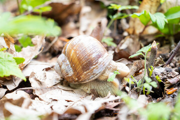 Schnecke Boden klein macro Tier
