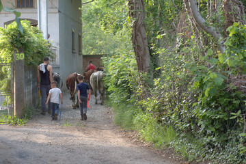 Susa Valley, Piedmont - May 25, 2021: Children also help farming families organize transhumance to...