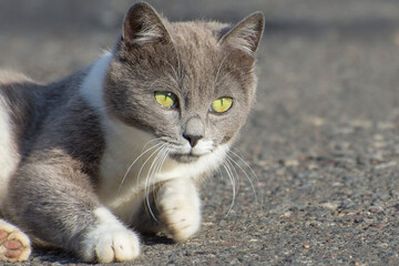 A beautiful gray cat with green eyes looks into the camera. An active lifestyle of pets.