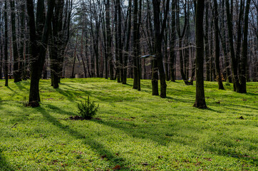 Fototapeta premium forest in spring
