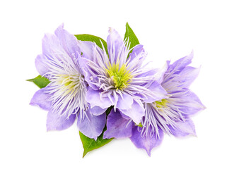 Blue clematis with green leaves.