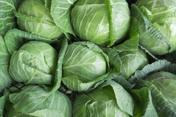 green cabbage for food texture - obrazy, fototapety, plakaty
