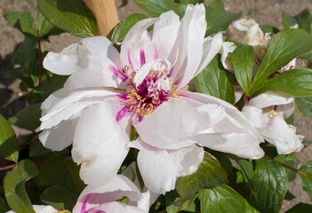 the gentle pink tree peony flower, disheveled petals, spring bloom