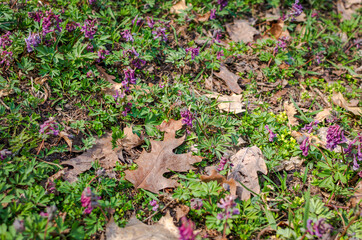 flower in the grass