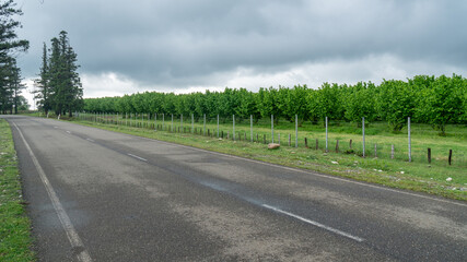 Rows of hazelnut plantation in Samegrelo region. Georgia.