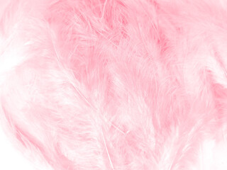 Beautiful abstract light pink feathers on white background,  white feather frame on pink texture pattern and pink background, love theme wallpaper and valentines day, white gradient