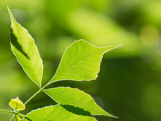 Fototapeta na wymiar Green leaf and soft background.