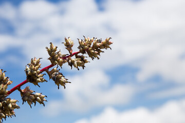 blossoming branch of a tree