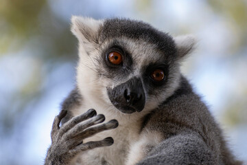 ring lemur
