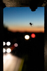 Spinne Nachtlicht Autobahn Stadt