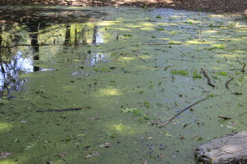 Obraz na płótnie Canvas Green vegetation covering a small pond