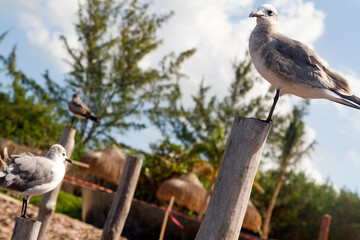 Pajaro, Ave o Bird en la isla de Holbox, estado de Quintana Roo, peninsula de Yucatan, pais de Mexico o Mejico
