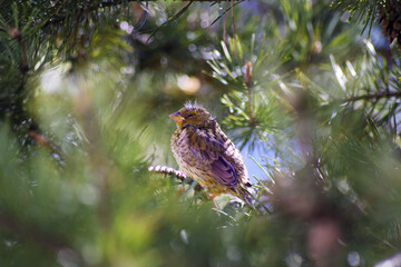 Greenfinch  nestling (lat.Cloris chloris). The fluffy little baby is waiting for parents and food. Hiding in the thorny branches of a pine tree.