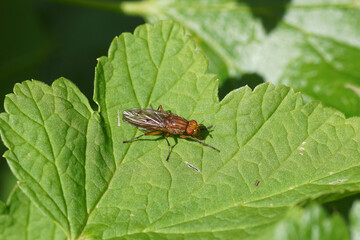 Marsh fly, snail-killer spec, Tetanocera spec. Family Sciomyzidae. On a leaf of a redcurrant in a Dutch garden. Spring, May, Netherlands.