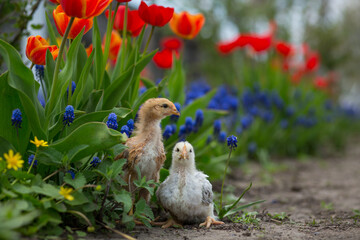 Two chickens stand in the garden among many primroses - marsh marigold, red tulips and blue muscari