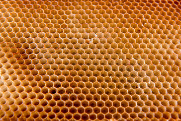 Honeycomb background texture made by bees.