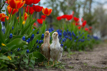 Two chickens stand in the garden among many primroses - marsh marigold, red tulips and blue muscari