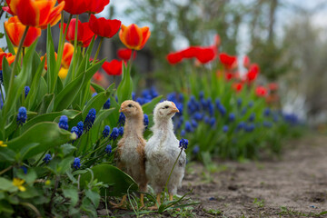 Two chickens stand in the garden among many primroses - marsh marigold, red tulips and blue muscari