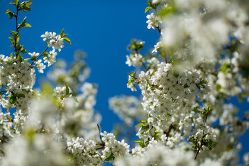 Lush cherry blossoms against the blue sky