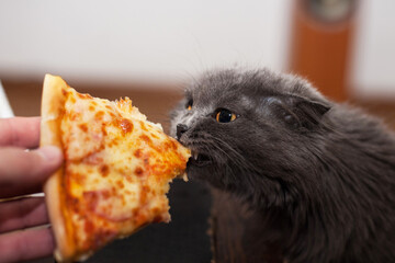 grey cat of the Scottish fold breed bites pizza