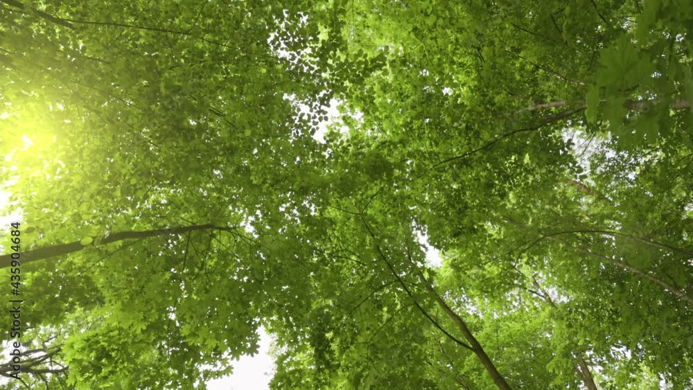 Poster rich green flora leaves. bottom up view of summer green trees in the park. sun breaks through the fo
