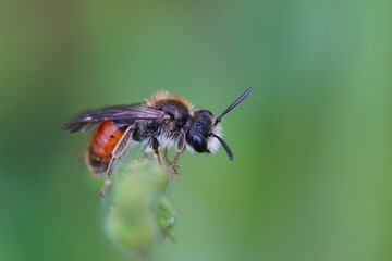 Closeup of red-girdled mining bee, male andrena labiata, on green grass on a blurred background
