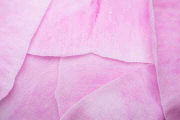 Macro close up of peony petals overlapping before opening