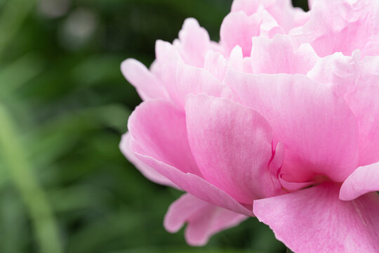 Close up of the petals of a pink peony bloom