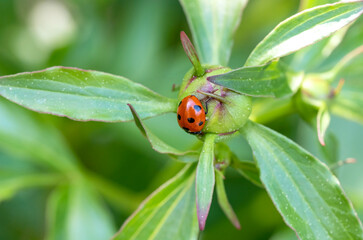 Ladybug on a Peony's Bud in a Spring Garden