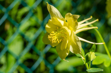 Closeup of a Yellow Columbine Flower in a Spring Garden