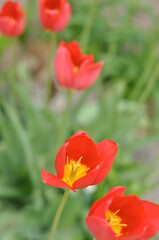 red tulips in the garden