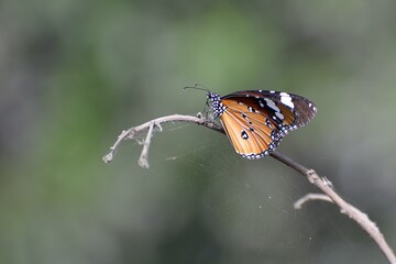 Tiger butterfly.