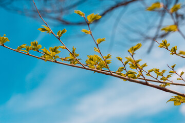 The first leaves on the trees in spring.