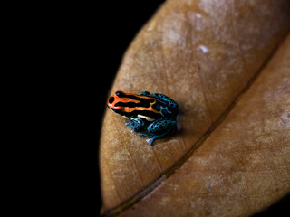 Ranitomeya amazonica 