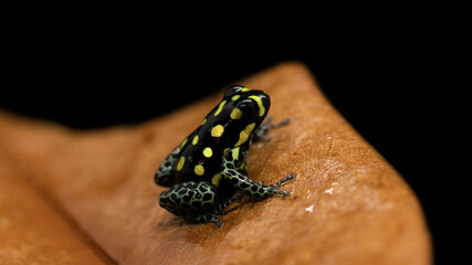 ranitomeya vanzolinii