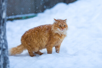 Homeless cat close up portrait on the snow