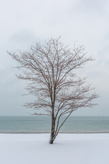 Sea's Embrace: Minimalistic Winter Tree on the Coast