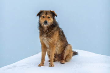 Resilience in the Cold: Cute Homeless Dog's Winter Portrait