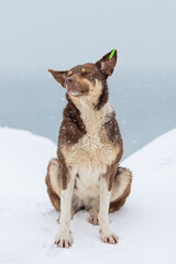 Snowbound Struggle: Close-Up Winter Portrait of a Homeless Dog