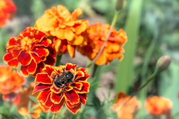 Marigold flowers with a bee on one of them
