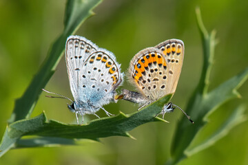 Gümüş Lekeli Esmergöz » Plebejus argus »