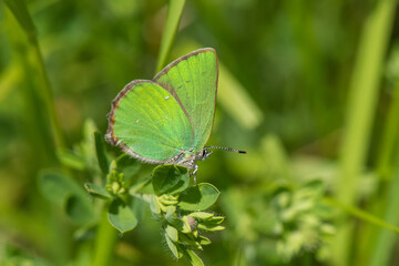 Lycaenidae / Zümrüt / / Callophrys rubi