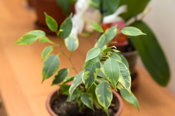 Green leaves with yellow edges of a home flower close-up. In the background, green plants are out of focus. There is free copy space. Warm soft daylight.