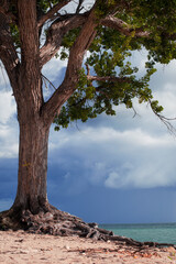 lush old tall tree by the sea before the storm